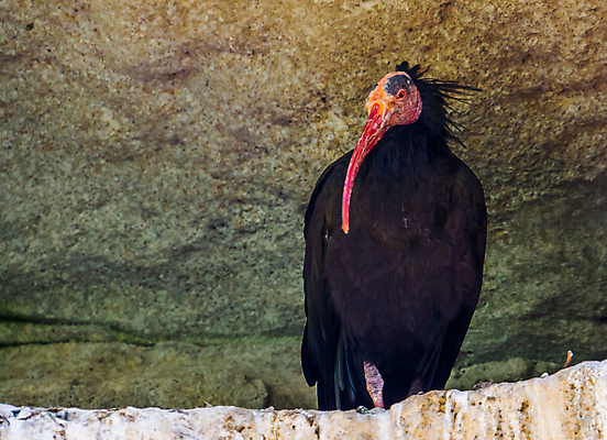 포토 JPG 해외이미지 동물 여자 남자 얼굴 곡선 아프리카 조류 산 종류 사람없음 빨간색 머리 검은색 깃털 부리 신분 대머리 광택 북쪽 멸종 모로코 계산서 벌거벗은 이국적 해외202004 해외포토 헤어스타일 나라 선 컬러 사람 신체부위 방향 파일형식 이미지허브