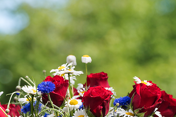 포토 JPG 해외이미지 식물 계절 꽃 꽃다발 결혼 꽃무늬 자연 선물 사랑 이벤트 사람없음 야외 장식 빨간색 초록색 여름 파란색 컬러풀 장미 우주 정원 축제 벚꽃 흰색 축하 인사 신선 생일 개화 다발 데이지 수레국화 많음 해외202004 해외포토 기념일 감정 컬러 컨셉 무늬 예절 생태계 파일형식 이미지허브