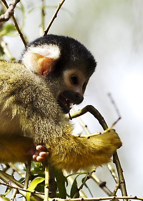 포토 JPG 해외이미지 나무 야생동물 잎 포유류 동물원 사람없음 야외 가로 초록색 갈색 노란색 검은색 나뭇가지 원숭이 해외202004 해외포토 식물 동물 컬러 파일형식 이미지허브