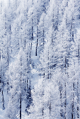 포토 JPG 해외이미지 주간 나무 겨울 자연 사람없음 야외 눈 오스트리아 겨울풍경 해외202004 해외포토 자연요소 식물 계절 유럽 날씨 풍경 생태계 파일형식 이미지허브