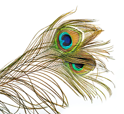 포토 JPG 해외이미지 동물 디자인 남자 야생동물 백그라운드 패턴 자연 조류 추상 미술 사람없음 장식 초록색 파란색 빛 컬러풀 노란색 우주 흰색 우아함 공작 깃털 오브젝트 질감 꼬리 솜털 고립 이국적 해외202004 해외포토 컬러 컨셉 무늬 문화예술 사람 생태계 파일형식 이미지허브