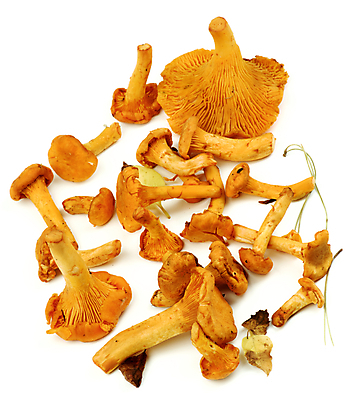 포토 JPG 해외이미지 음식 채소 오렌지 재료 사람없음 갈색 노란색 회색 시골 신선 그룹 황금 배열 흰배경 유기농 날것 흙더미 건강식 곰팡이 비건 해외202004 해외포토 웰빙 컬러 백그라운드 과일 흙 흰색 채식주의자 파일형식 더미 이미지허브