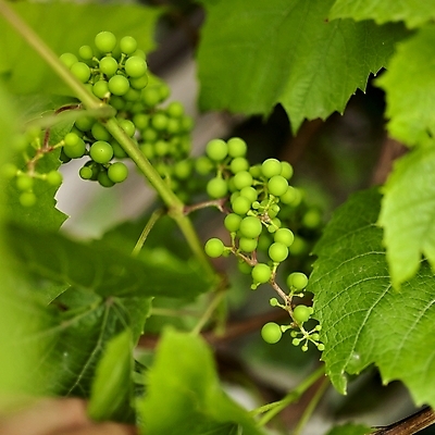 포토 JPG 해외이미지 식물 계절 열매 낙엽 잎 농업 과일 포도 건강 사람없음 야외 초록색 여름 태양 와인 성장 나뭇가지 신선 다발 유기농 질감 보케 포도나무 내추럴 밭일 현실 해외202004 해외포토 자연요소 나무 웰빙 산업 컬러 주류 과일나무 파일형식 이미지허브