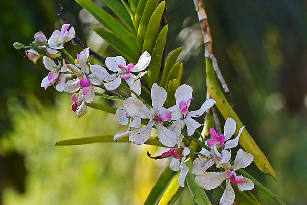 포토 JPG 해외이미지 식물 계절 기념일 꽃잎 꽃 유럽 줄기 분홍색 백그라운드 사람없음 장식 컬러풀 노란색 머리 평화 봄 활발 벚꽃 흰색 나뭇가지 신선 난초 우아함 제비꽃 싱글 심플 호접란 고립 해외202004 해외포토 나무 나라 컬러 컨셉 이벤트 신체부위 파일형식 이미지허브