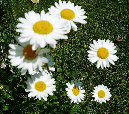 포토 JPG 해외이미지 꽃 사람없음 흰색 데이지 해외202004 해외포토 식물 컬러 파일형식 이미지허브