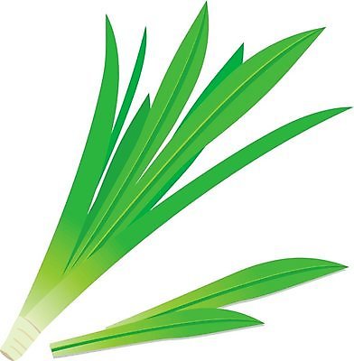 EPS 해외이미지 식물 잎 일러스트 자연 초록색 신선 허브 내추럴 해외202004 해외일러스트 컬러 생태계 파일형식 벡터 이미지허브