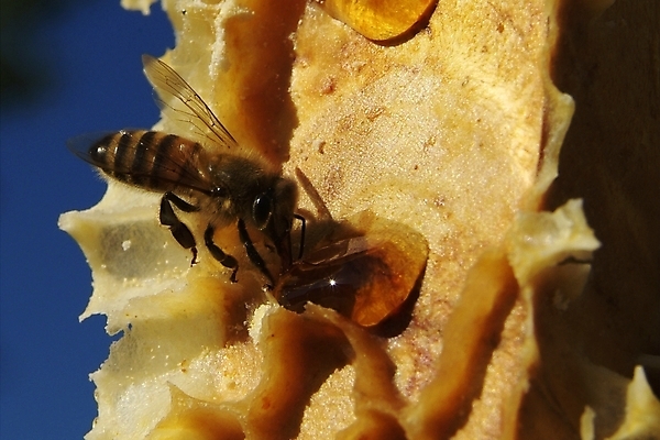 포토 JPG 해외이미지 식물 동물 꽃 음식 곤충 백그라운드 패턴 농업 자연 프레임 세포 건강 사람없음 약 환경 벚꽃 머리빗 황금 닫기 달콤 먹기 영화 유기농 바쁨 꽃가루 꿀 벌집 내추럴 밀랍 식민지 양봉 양봉장 해외202004 해외포토 웰빙 산업 무늬 의학 모션 문화예술 미용용품 맛 가루 생태계 파일형식 이미지허브