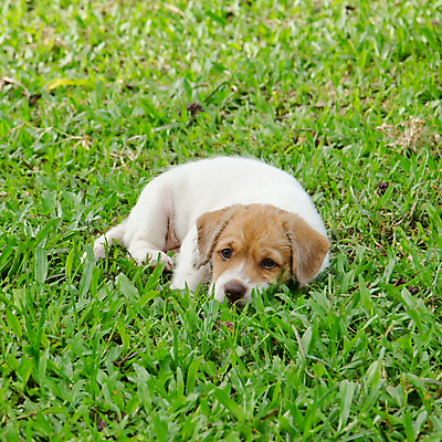 포토 JPG 해외이미지 동물 행복 가정 관계 실험 잔디 사람없음 초록색 반려동물 노란색 정원 우정 황금 개 달콤 강아지 래브라도리트리버 송곳니 동반자 유래 해외202004 해외포토 식물 감정 컬러 포유류 친구 리트리버 맛 치아 파일형식 이미지허브