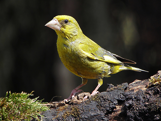 포토 JPG 해외이미지 야생동물 자연 조류 영국 수영장 사람없음 물 정원 목욕 마시기 해외202004 해외포토 자연요소 동물 유럽 모션 청결 생태계 파일형식 이미지허브