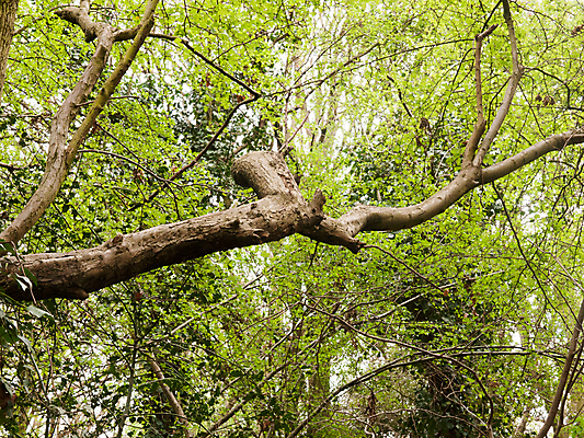 포토 JPG 해외이미지 나무 식물 계절 공원 분홍색 잎 자연 하늘 풍경 사람없음 야외 목재 빨간색 세로 초록색 여름 파란색 빛 햇빛 태양 갈색 노란색 맑음 벚꽃 나뭇가지 시골 신선 개화 사과 큼 장면 향 몽환 해외202004 해외포토 자연요소 공공시설 꽃 컬러 컨셉 과일 재료 날씨 크기 생태계 파일형식 이미지허브