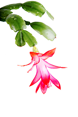 포토 JPG 해외이미지 식물 꽃잎 꽃 화초 분홍색 잎 크리스마스 겨울 꽃무늬 자연 선인장 사람없음 빨간색 초록색 보라색 벚꽃 흰색 우아함 12월 원예 고립 심기 해외202004 해외포토 계절 기념일 컬러 컨셉 무늬 모션 취미 날짜 생태계 파일형식 이미지허브