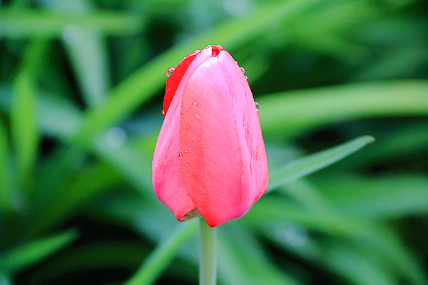 포토 JPG 해외이미지 1 꽃 분홍색 백그라운드 자연 사람없음 빨간색 초록색 컬러풀 봄 튤립 벚꽃 자르기 싱글 해외202004 해외포토 식물 계절 컬러 모션 생태계 파일형식 이미지허브