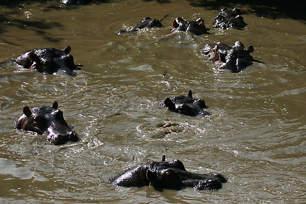 포토 JPG 해외이미지 동물 야생동물 여행 포유류 가족 아프리카 초식동물 수영장 사람없음 물 세계 환경 목욕 게임 행운 그룹 보호 군중 위험 큼 사파리 5 지역 동쪽 남쪽 사바나 세렝게티 초식 탄자니아 해외202004 해외포토 자연요소 나라 컨셉 관계 놀이 사람 숫자 청결 크기 방향 파일형식 이미지허브