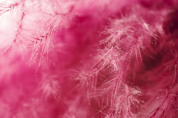 포토 JPG 해외이미지 사람없음 빛 보라색 민들레 부드러움 솜털 해외202004 해외포토 꽃 컬러 감각 파일형식 이미지허브