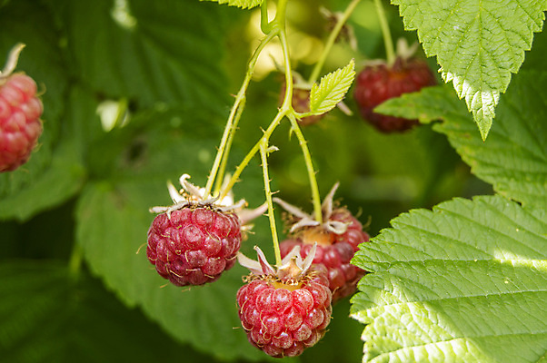 포토 JPG 해외이미지 식물 계절 열매 음식 백그라운드 잎 과일 자연 건강 사람없음 빨간색 초록색 햇빛 정원 맑음 성장 나뭇가지 신선 그룹 달콤 유기농 산딸기 흙더미 내추럴 숙성 채식주의자 많음 해외202004 해외포토 나무 웰빙 컬러 컨셉 날씨 태양 흙 맛 생태계 채식 파일형식 더미 이미지허브