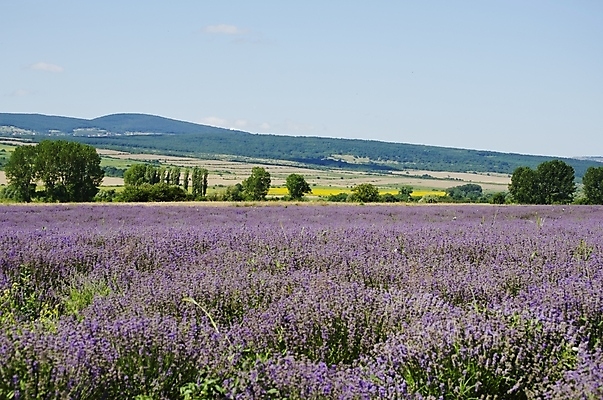 포토 JPG 해외이미지 식물 꽃 백그라운드 꽃무늬 자연 풍경 사람없음 여름 정원 보라색 벚꽃 시골 개화 허브 제비꽃 향기 아로마테라피 라벤더 내추럴 프로방스 해외202004 해외포토 계절 컬러 무늬 생태계 냄새 테라피 파일형식 이미지허브