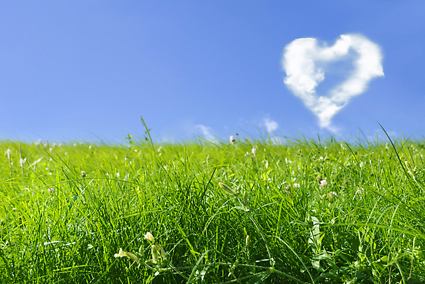 포토 JPG 해외이미지 모양 식물 구름 하늘색 백그라운드 컨셉 밭 자연 하늘 날씨 친절 아이디어 발렌타인데이 사랑 풍경 사람없음 초록색 여름 파란색 노란색 흰색 하트 심볼 솜털 수평선 해외202004 해외포토 자연요소 계절 감정 컬러 농업 데이이벤트 생태계 파일형식 이미지허브