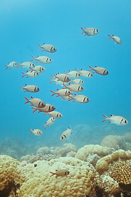 포토 JPG 해외이미지 바다 섬 여행 아프리카 자연 휴가 어류 사람없음 수중 산호 해외202004 해외포토 나라 수중동물 자포동물 생태계 파일형식 이미지허브