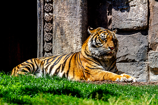 포토 JPG 해외이미지 동물 얼굴 야생동물 오렌지 포유류 자연 사람없음 노란색 머리 고양이 어둠 줄무늬 분노 입 호랑이 보호 위험 큼 사냥 육식동물 사냥꾼 노려봄 공격적 해외202004 해외포토 직업 감정 컬러 컨셉 무늬 과일 표정 신체부위 반려동물 크기 생태계 파일형식 이미지허브