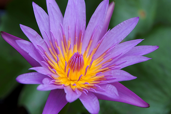 포토 JPG 해외이미지 식물 꽃잎 꽃 아시아 선 백그라운드 꽃무늬 패턴 태국 자연 연꽃 사람없음 야외 물 컬러풀 보라색 봄 벚꽃 개화 우아함 닫기 백합 홍수 묘사 싱글 내추럴 이국적 해외202004 해외포토 자연요소 계절 나라 컬러 컨셉 무늬 모션 자연재해 생태계 파일형식 이미지허브