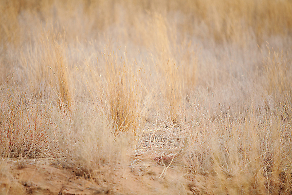 포토 JPG 해외이미지 계절 모래 여행 백그라운드 밭 오렌지 자연 추상 건조 풍경 사람없음 야외 여름 노란색 침묵 사막 자유 가을 황무지 땅 내추럴 땅바닥 해외202004 해외포토 컬러 컨셉 무늬 농업 과일 바닥 소리 생태계 파일형식 이미지허브