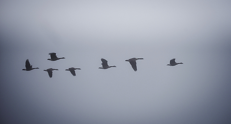 포토 JPG 해외이미지 동물 야생동물 날개 자연 조류 아침 함께함 사람없음 야외 물 회색 추위 안개 가을 시골 신선 그룹 황무지 11월 속도 서리 시끄러움 거위 내추럴 광 삼림지대 해외202004 해외포토 주간 자연요소 계절 컬러 컨셉 날씨 날짜 숲 생태계 파일형식 이미지허브