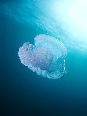 포토 JPG 해외이미지 동물 한마리 야생동물 파도 바다 자연 표면 왕관 사람없음 물 파란색 태양 수중 태평양 젤리 촉수 찌르기 소금물 해외202004 해외포토 자연요소 1 컬러 모션 디저트 생태계 파일형식 이미지허브