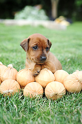 포토 JPG 해외이미지 동물 응시 여자 남자 포유류 자연 친절 실내 사람없음 빨간색 초록색 반려동물 갈색 봄 활발 미니어처 관찰 개 강아지 작음 만족 노려봄 송곳니 기르기 미니 유래 해외202004 해외포토 시선 계절 감정 컬러 컨셉 모션 표정 사람 내부 모형 치아 크기 생태계 돌봄 파일형식 이미지허브