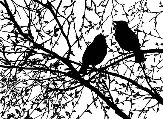 EPS 해외이미지 나무 식물 동물 디자인 계절 백그라운드 잎 패턴 일러스트 자연 조류 추상 미술 그래픽 장식 여름 환경 정원 검은색 봄 흰색 나뭇가지 숲 그림 고립 해외202004 해외일러스트 컬러 무늬 문화예술 생태계 파일형식 벡터 이미지허브