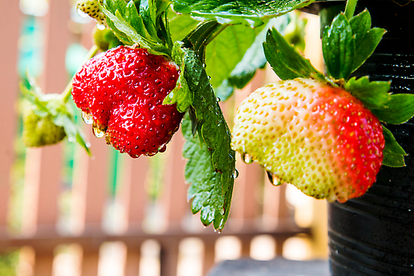 포토 JPG 해외이미지 나무 식물 음식 백그라운드 잎 농업 채소 과일 자연 딸기 디저트 건강 사람없음 야외 목재 빨간색 초록색 농장 정원 수확 신선 달콤 맛 아침식사 먹기 오브젝트 유기농 내추럴 바이탈 숙성 식욕 디테일 해외202004 해외포토 웰빙 산업 컬러 컨셉 재료 모션 식사 생태계 파일형식 이미지허브