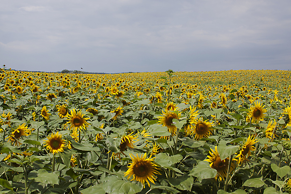 포토 JPG 해외이미지 식물 꽃 자연 해바라기 사람없음 태양 해외202004 해외포토 자연요소 생태계 파일형식 이미지허브