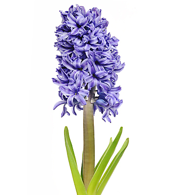 포토 JPG 해외이미지 식물 꽃잎 붓터치 수채화 사람없음 번짐 사프란 해외202004 해외포토 꽃 향신료 파일형식 효과 이미지허브