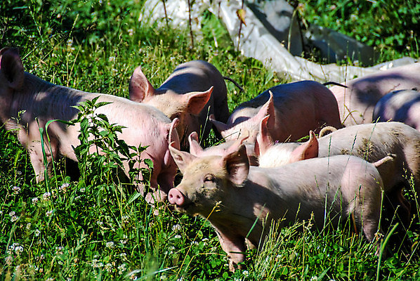 포토 JPG 해외이미지 동물 야생동물 음식 분홍색 밭 농업 포유류 자연 육류 돼지고기 사람없음 야외 초록색 반려동물 농장 농경지 환경 가축 성장 시골 아기 돼지 그룹 농부 작음 먹기 호기심 내추럴 밭일 해외202004 해외포토 직업 감정 산업 컬러 컨셉 식재료 모션 사람 크기 생태계 파일형식 이미지허브