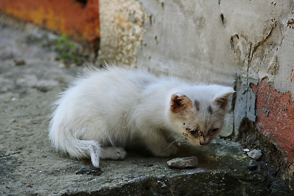 포토 JPG 해외이미지 동물 1 컨셉 포유류 거리 아이디어 털 사람없음 야외 반려동물 약 카메라 고양이 고통 슬픔 흰색 아기 도시 좌절 고독 지저분함 질병 상처 작음 무서움 아스팔트 엿보기 진흙 타운 노려봄 우울증 테마 생존 해외202004 해외포토 감정 도로 컬러 의학 모션 표정 사람 전자제품 감각 크기 파일형식 이미지허브