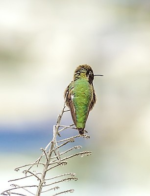 포토 JPG 해외이미지 척추동물 여자 남자 분홍색 노래 조류 왕관 종류 사람없음 빨간색 초록색 갈색 미국 회색 균열 깃털 꼬리 부리 캘리포니아 태평양 청동 진홍색 남쪽 계산서 창백 궤 벌새 이국적 직진 해외202004 해외포토 동물 음악 바다 컬러 북아메리카 모션 사람 방향 파일형식 이미지허브