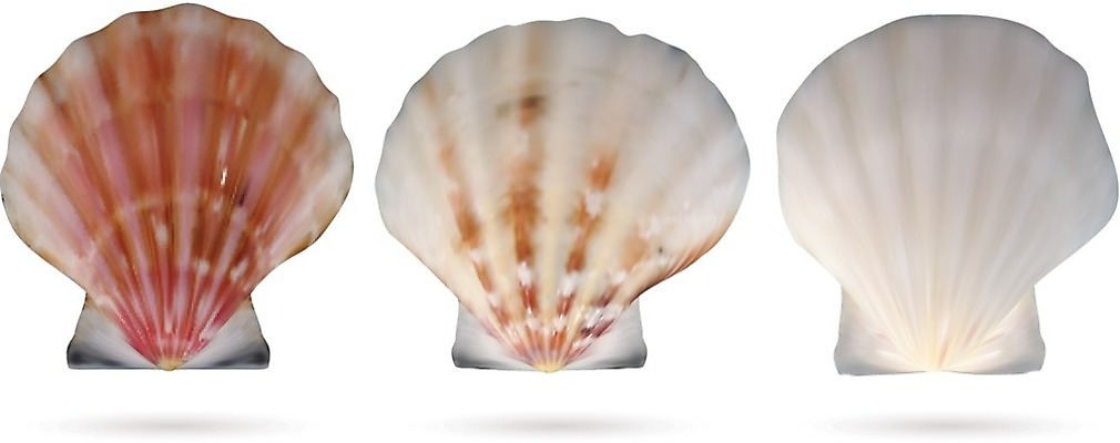 EPS 해외이미지 모양 동물 디자인 별 야생동물 바다 분홍색 여행 백그라운드 패턴 일러스트 자연 휴가 조개 불가사리 연체동물 나선형 장식 물 여름 컬러풀 갈색 껍질 흰색 자르기 수집 해산물 오브젝트 싱글 질감 달팽이 수족관 가리비 내추럴 고립 엘리먼트 이국적 해외202004 해외일러스트 자연요소 계절 컬러 무늬 모션 어패류 극피동물 무척추동물 생태계 파일형식 벡터 이미지허브