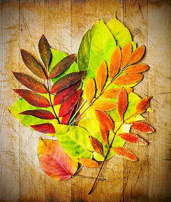 포토 JPG 해외이미지 식물 디자인 계절 백그라운드 단풍 잎 텍스트 자연 표면 미술 사람없음 목재 가로 빨간색 갈색 노란색 우주 공백 손상 수확 가을 거친 가장자리 떨어짐 묘사 질감 복고 먼지 분열 타이틀 그런지 단절 옛날 카피스페이스 해외202004 해외포토 나무 컬러 컨셉 농업 재료 문화예술 둘레 생태계 파일형식 이미지허브