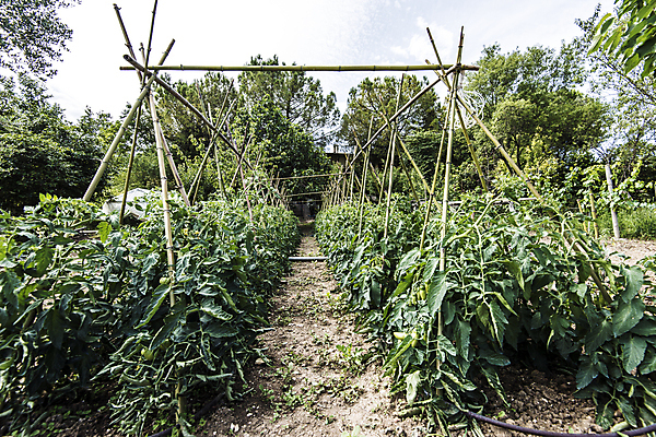 포토 JPG 해외이미지 나무 식물 계절 음식 농업 채소 자연 날씨 요리 취미 사람없음 야외 초록색 물 여름 햇빛 정원 힘 흙 봄 활발 에너지 수확 성장 달 시골 업무 순수 성분 숙성 세련 완전 해외202004 해외포토 자연요소 산업 컬러 컨셉 태양 작업 생태계 파일형식 이미지허브