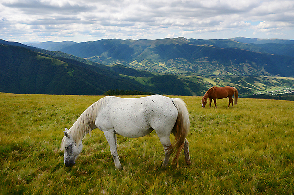 포토 JPG 해외이미지 동물 구름 여행 2 밭 자연 하늘 산 흑백 풍경 사람없음 초록색 여름 파란색 환경 계곡 가축 일몰 흰색 쌍 방목 몽골 러시아 산악지대 우크라이나 절정 찰과상 해외202004 해외포토 자연요소 계절 유럽 아시아 컬러 농업 촬영기법 노을 축산업 상처 생태계 파일형식 이미지허브