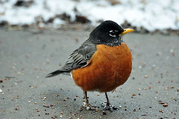 포토 JPG 해외이미지 동물 야생동물 자연 조류 사람없음 동물상 해외202004 해외포토 조형물 생태계 파일형식 이미지허브