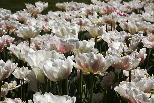 포토 JPG 해외이미지 식물 꽃잎 꽃 사람없음 정원 튤립 흰색 속도 더블 해외202004 해외포토 컬러 파일형식 이미지허브