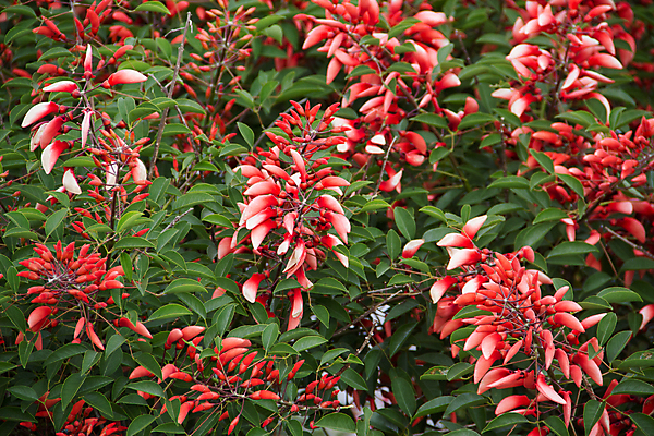 포토 JPG 해외이미지 나무 식물 공원 꽃잎 꽃 줄기 백그라운드 자연 사람없음 빨간색 컬러풀 햇빛 태양 환경 정원 미국 봄 벚꽃 흰색 나뭇가지 아기 신선 뜨거움 묘사 아르헨티나 내추럴 고립 이국적 해외202004 해외포토 자연요소 계절 공공시설 컬러 북아메리카 사람 남아메리카 생태계 파일형식 이미지허브