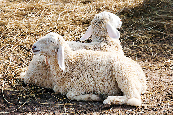 포토 JPG 해외이미지 동물 응시 계절 농업 포유류 하늘 밥 건조 육류 사람없음 야외 초록색 파란색 농장 평화 맑음 가축 봄 흰색 시골 신선 양 양치기 군중 주식 밀짚 양모 땅바닥 밭일 해외202004 해외포토 직업 시선 산업 음식 컬러 컨셉 식재료 날씨 바닥 사람 금융 직물 짚 파일형식 이미지허브