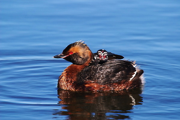 포토 JPG 해외이미지 유럽 호수 가족 자연 엄마 병아리 아이슬란드 사람없음 물 아기 보호 깃털 부리 해외202004 해외포토 자연요소 나라 컨셉 관계 조류 사람 생태계 파일형식 이미지허브