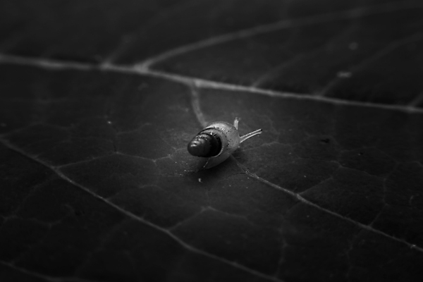 포토 JPG 해외이미지 동물 태국 자연 사람없음 빛 고요 내추럴 해외202004 해외포토 아시아 생태계 파일형식 이미지허브