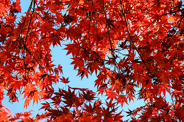 포토 JPG 해외이미지 나무 식물 계절 공원 실루엣 도로 여행 백그라운드 무지개 잎 패턴 자연 하늘 지붕 휴식 풍경 사람없음 빨간색 파란색 빛 컬러풀 햇빛 태양 정원 일본 활발 덮개 가을 나뭇가지 신선 보행로 닫기 숲 그늘 오솔길 강렬 해외202004 해외포토 자연요소 공공시설 아시아 길 컬러 컨셉 무늬 교통시설 모션 촬영기법 뚜껑 생태계 파일형식 이미지허브
