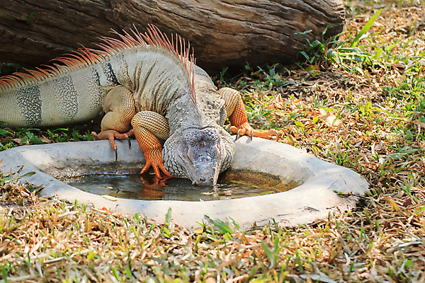 포토 JPG 해외이미지 나무 식물 동물 척추동물 응시 야생동물 포즈 신체 파충류 자연 생물 종류 사람없음 야외 초록색 반려동물 환경 놀람 나뭇가지 숲 큼 피부 눈금 도마뱀 육식동물 스파이크 기어가기 동물상 집게발 오싹 해외202004 해외포토 시선 감정 컬러 모션 표정 신체부위 조형물 크기 생태계 파일형식 이미지허브