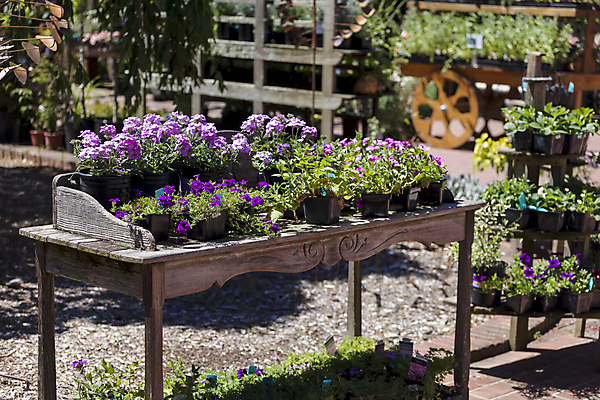 포토 JPG 해외이미지 식물 계절 공원 꽃잎 꽃 문화 분홍색 여행 백그라운드 잎 꽃무늬 밭 오렌지 자연 하늘 연꽃 풍경 사람없음 야외 장식 빨간색 물 여름 파란색 빛 컬러풀 햇빛 노란색 정원 맑음 보라색 봄 활발 벚꽃 흰색 연못 신선 개화 6월 원예 장면 내추럴 패드 해외202004 해외포토 자연요소 공공시설 컬러 컨셉 무늬 농업 과일 날씨 취미 태양 날짜 생태계 파일형식 이미지허브