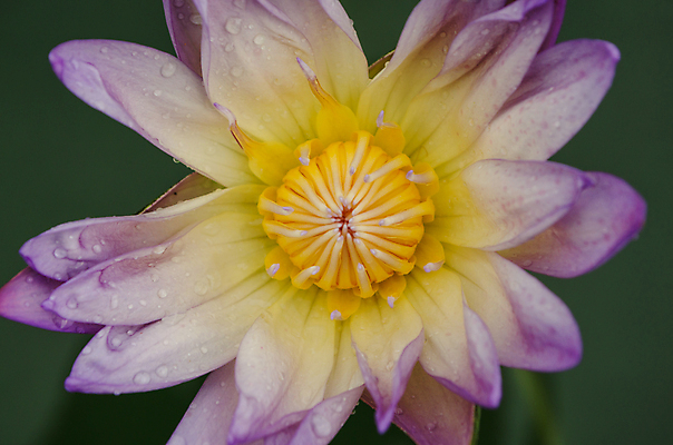 포토 JPG 해외이미지 식물 꽃잎 꽃 분홍색 잎 꽃무늬 자연 사람없음 초록색 컬러풀 봄 벚꽃 내추럴 해외202004 해외포토 계절 컬러 무늬 생태계 파일형식 이미지허브