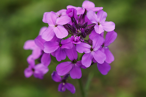 포토 JPG 해외이미지 식물 꽃잎 꽃 분홍색 꽃다발 꽃무늬 자연 사람 사람없음 빨간색 머리 봄 튤립 벚꽃 개화 우아함 확대 오브젝트 싱글 데이지 향기 꽃가루 캐모마일 해외202004 해외포토 계절 컬러 컨셉 무늬 신체부위 가루 허브 생태계 냄새 파일형식 이미지허브